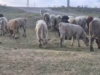 Букачар, Сиырлар — сүрөт 2