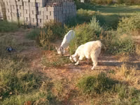 Ziegenbock, Saanen goat — Foto 4