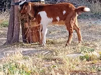 Billy Goat, Beetal goats — photo 1