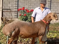 Қошқар, Arashan sheep — 4-сурет