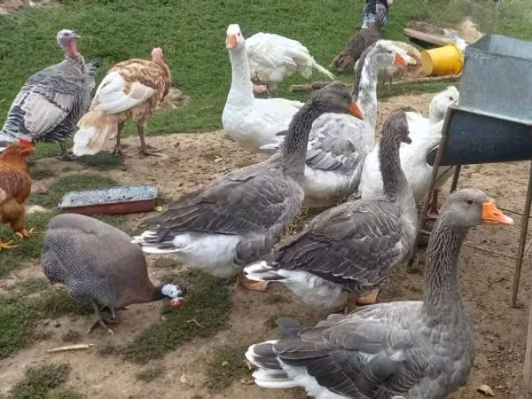 Geese