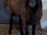 Carnero, Hissar sheep — foto 4