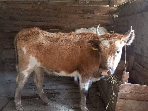 母牛, Simmental cattle — 哈萨克斯坦