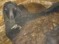 Widder, Qashqai sheep — Foto 3