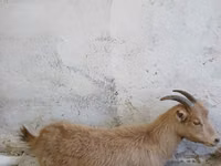 عنزة, Saanen goat — الصورة 1