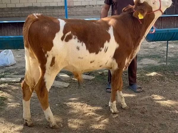 Bulle, Simmental cattle