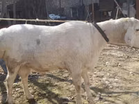 Widder, Arashan sheep — Foto 2