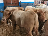 أبقار (دفعة، الجنس غير محدد), Simmental cattle — الصورة 1