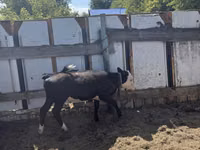 公牛, Cattle — 照片 2
