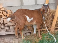 Billy Goat, Beetal goats — photo 6