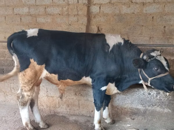 Bulle, Russian Black pied cattle
