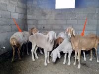 نعجة, Katum sheep — الصورة 1