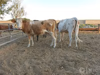 गाय, Simmental cattle — फ़ोटो 6