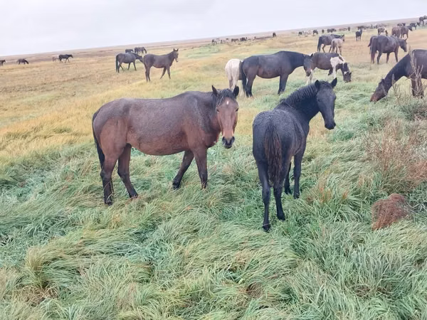 Toychoq, Kazakh horse — Qozogʻiston