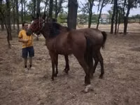 Yegua, Caballos — foto 5