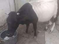 母牛, Russian Black pied cattle — 照片 2