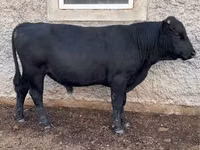 公牛, Aberdeen-Angus — 照片 2