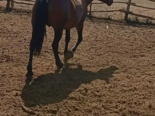 Stute, Kazakh horse — Kasachstan