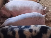 Schweine (Partie, Geschlecht nicht angegeben) — Foto 4
