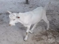 母山羊, Alpine goat — 照片 2