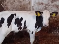 Bovinos (lote, sexo no especificado), Simmental cattle — foto 3