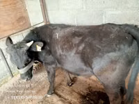 公牛, Simmental cattle — 照片 2