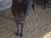 Schaf, Hissar sheep — Foto 4