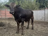 Toro, Swiss cattle — foto 2