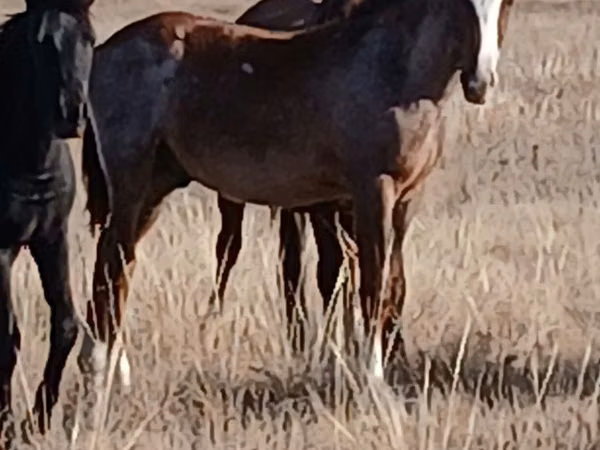 حصان, Kazakh horse