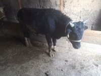 Букачар, Сиырлар — сүрөт 4