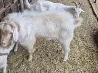 تيس, الماعز — الصورة 2
