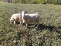 Oveja, Ovejas — foto 2