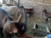 母山羊, Alpine goat — 照片 5