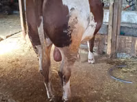 ثور, Simmental cattle — الصورة 2