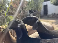 Schafe (Partie, Geschlecht nicht angegeben), Arashan sheep — Foto 1