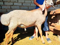 كبش, Arashan sheep — الصورة 1