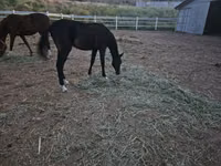 Hengst, Akhal-Teke — Foto 1