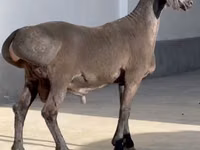 Ram, Rhon sheep — photo 2