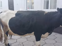 गाय, Russian Black pied cattle — फ़ोटो 2