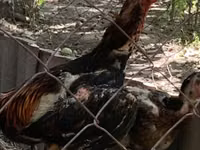 Chickens — الصورة 2