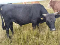 公牛, Cattle — 照片 1