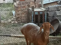 Schaf, Arashan sheep — Foto 1