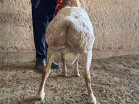 Widder, Arashan sheep — Foto 4