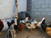 Brahma — Foto 7
