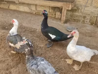 Ducks — Foto 1