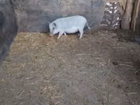 मादा सूअर — फ़ोटो 6