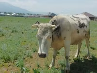 गाय, Simmental cattle — फ़ोटो 4