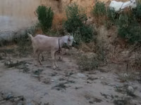 Cabra, Saanen goat — foto 5