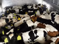 公牛, Russian Black pied cattle — 照片 1