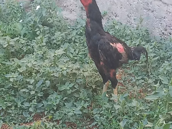 Chickens — Kirgisistan